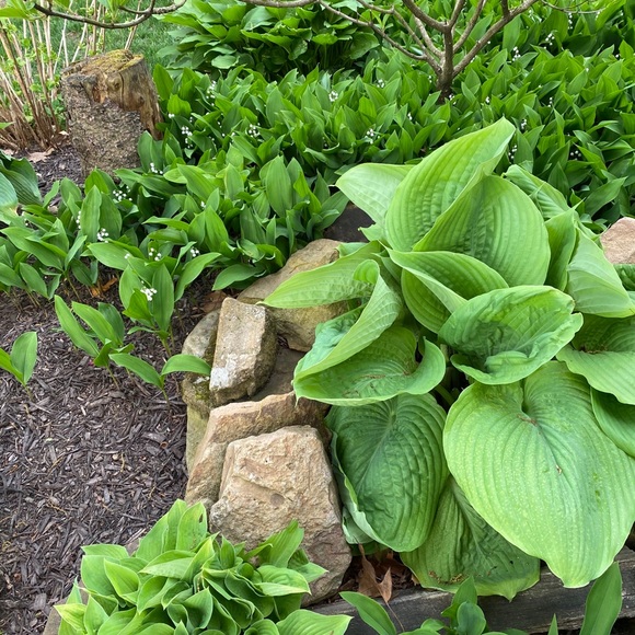 SHIPPING DAY-🌷1-2 days - Picture 9 of 16